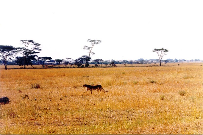 Cheetah, Ngorongoro Crater