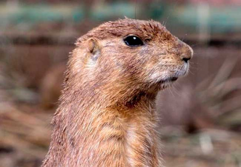 photo of a gopher